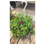 Magenta Petunia Hanging Basket