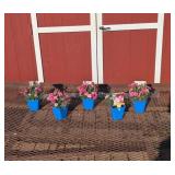 5 Dwarf Pink I Love You Dianthus Plants