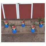 5 Sentinel Red Astilbe Plume Flower Plants