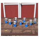 9 Burgundy Glow Groundcover Ajuga Plants