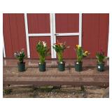 Colorful Assortment of Calla Lily Plants