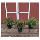 3 Red Plume Flower Astible Plants