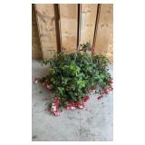Fuchsia Hanging Basket