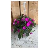 Sun Patien Hanging Basket