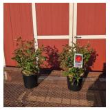 2 Hasslefree Sunset Horizon Rose Plants