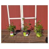 3 Double Red Knock Out Rose Plants