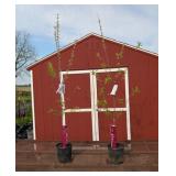 2 Gala Apple Trees
