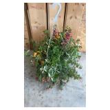 Mixed Hanging Basket