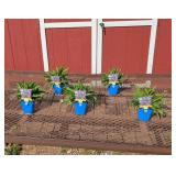 5 Peachy's Pick Lavender Stokes Aster Plants