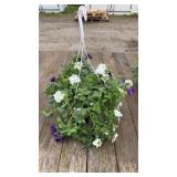 Petunia Mixed Hanging Basket