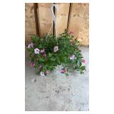 Pink Purple Petunia Hanging Basket