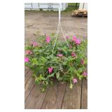Pink Petunia Hanging Basket