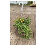 Mixed Hanging Basket
