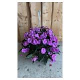 Vigorous Impatien Hanging Basket