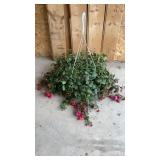 Fuchsia Hanging Basket