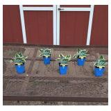 5 White & Green Patriot Hosta Plants