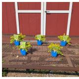 5 Angelina Golden Groundcover Sedum Plants