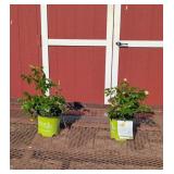 2 Yellow Easy Bee-Zy Knock Out Rose Plants