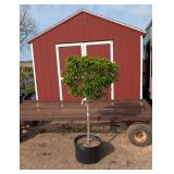 Little Lime Sun Hydrangea Tree