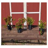 5 Red All Summer Weigela Plants