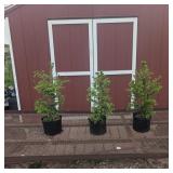3 Norway Spruce Plants