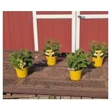 4 Annual Citronella Mosquito Plants