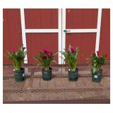 4 Annual Red Royal Valentine Calla Lily Plants