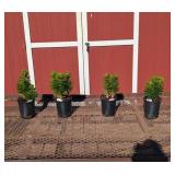 4 Dwarf Hardy Matrix Red Lily Plants