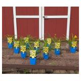 10 Rebloomer Happy Returns Yellow Daylily Plants