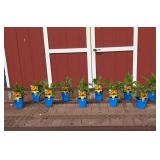 10 Dwarf Ombre Yellow Coneflower Plants