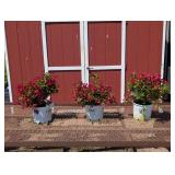 3 Red Sonic Bloom Weigela Plants