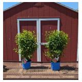 2 Red Lucy Rose of Sharon Plants