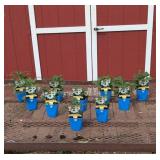 10 White Pow Wow Coneflower Plants