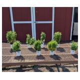 8 Dwarf Lavender Bee Balm Plants