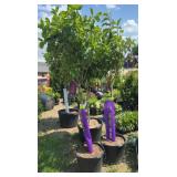 2 Strawberry Vanilla Sun Hydrangea Trees