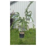 Double Weeping Higan Cherry Tree
