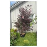Bloodgood Japanese Maple Tree