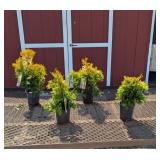 4 Forever Goldy Arborvitae Plants
