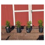 4 Red Bordeaux Garden Phlox Flame Plants