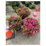 3 Pink Azalas