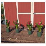 4 Annual Dark Pink Zazu Calla Lily Plants