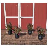 4 Dwarf Pinky Black Leaf Weigela Plants