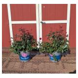 2 Hasslefree Red True Passion Rose Plants