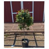 Red Double Knock Out Rose Tree
