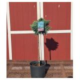 Blue Star Topiary Juniper Plant
