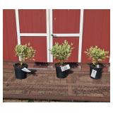 3 Varigated Ivory Halo Redtwig Dogwood Bush Plants