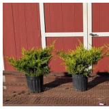 2 Blue Arrow Upright Juniper Plants