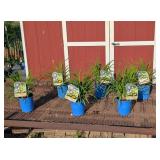 6 Rebloomer Happy Returns Yellow Daylily Plants