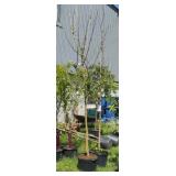 2 Everbearing Mulberry Trees