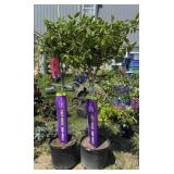 2 Strawberry Vanilla Sun Hydrangea Trees